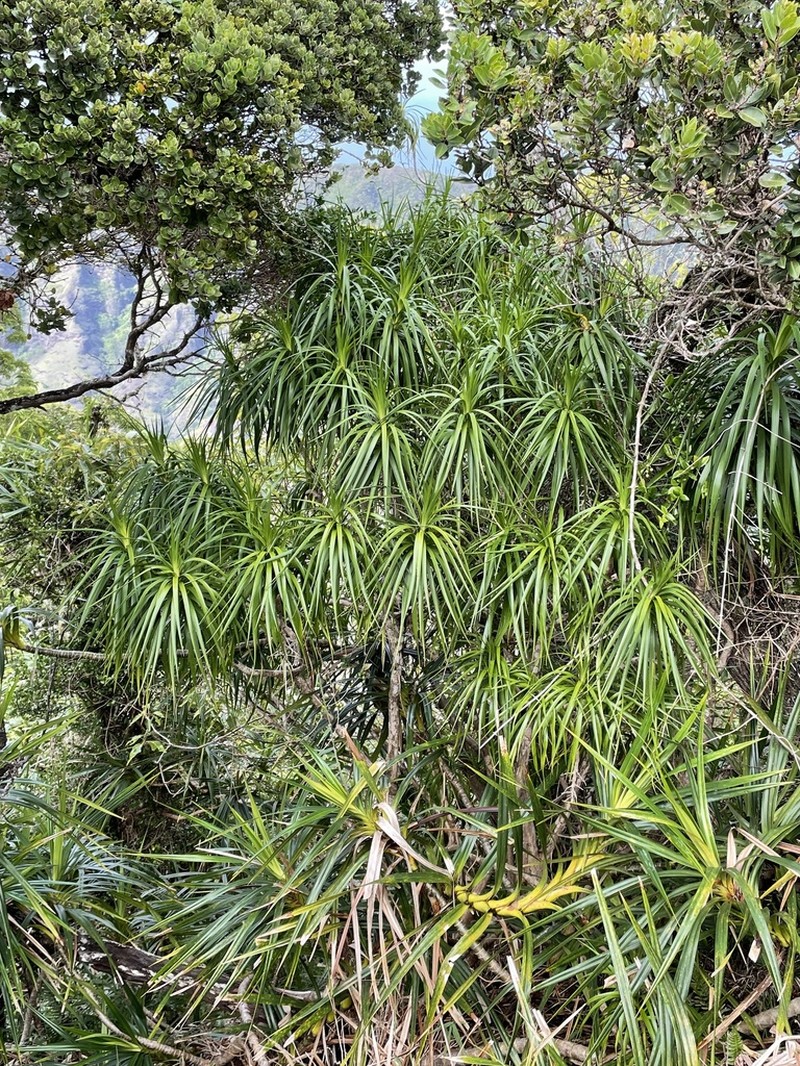 Waianae Range Hala Pepe
