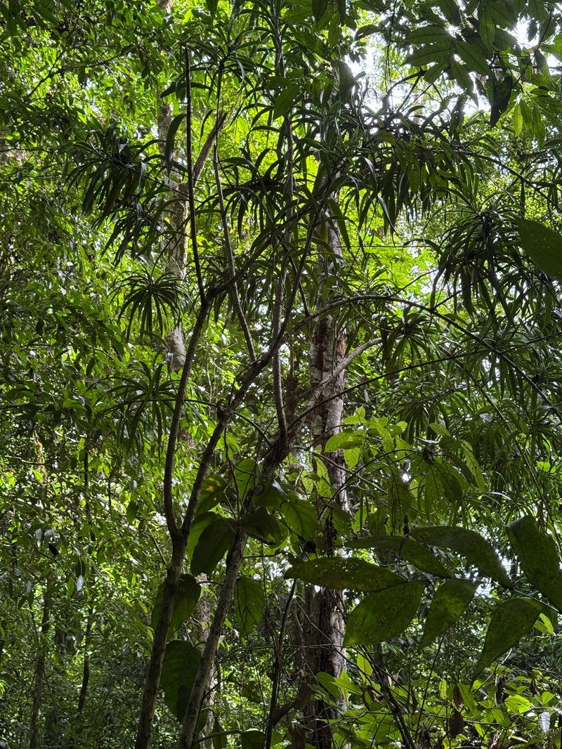 Dracaena ghiesbreghtii