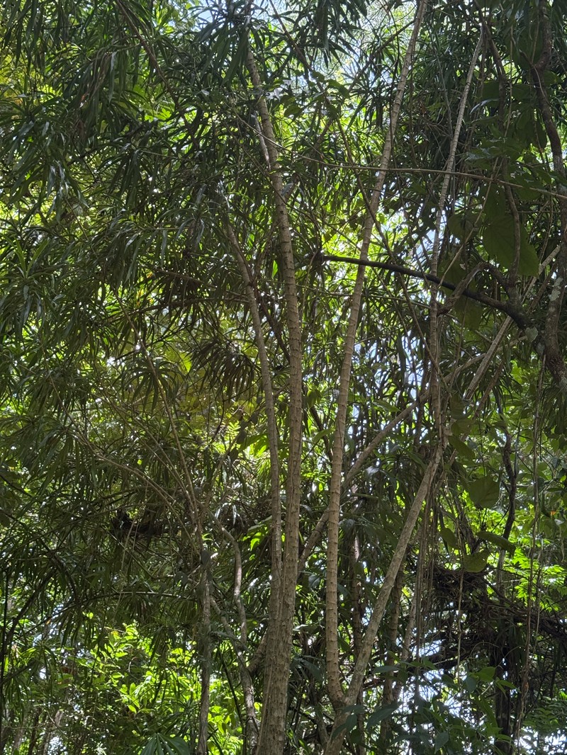 Dracaena ghiesbreghtii photo 3
