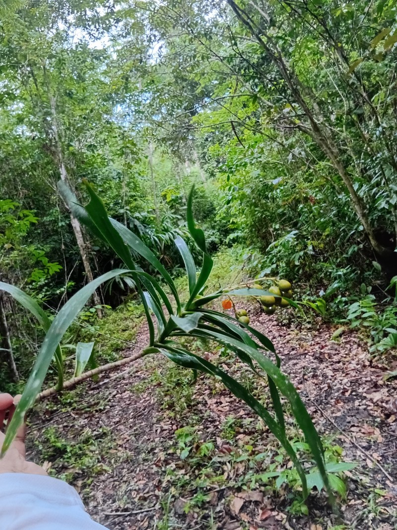 Dracaena ghiesbreghtii photo 4