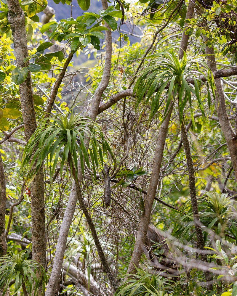 Royal Hala Pepe photo 7