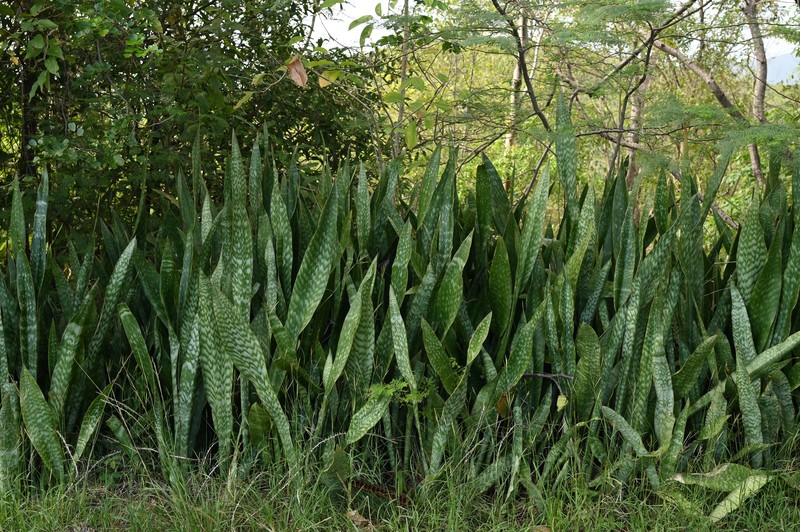 Iguanatail photo 8