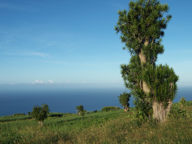 Dracaena reflea