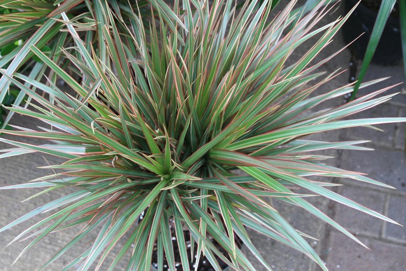 Dracaena reflea photo 2