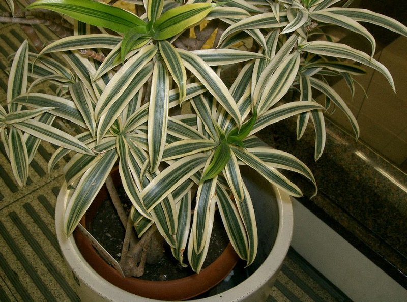 Dracaena reflea photo 3
