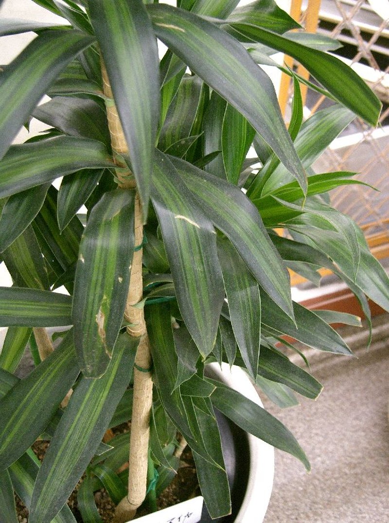 Dracaena reflea photo 4