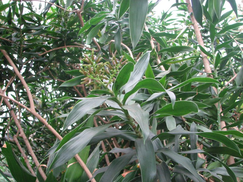 Dracaena reflea photo 6