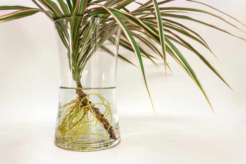 Dracaena reflea photo 7