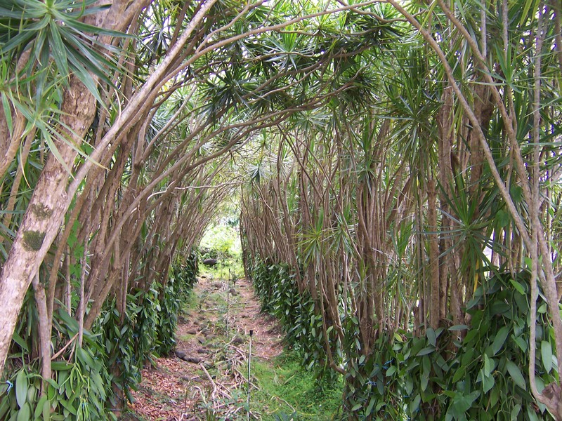 Dracaena reflea photo 8