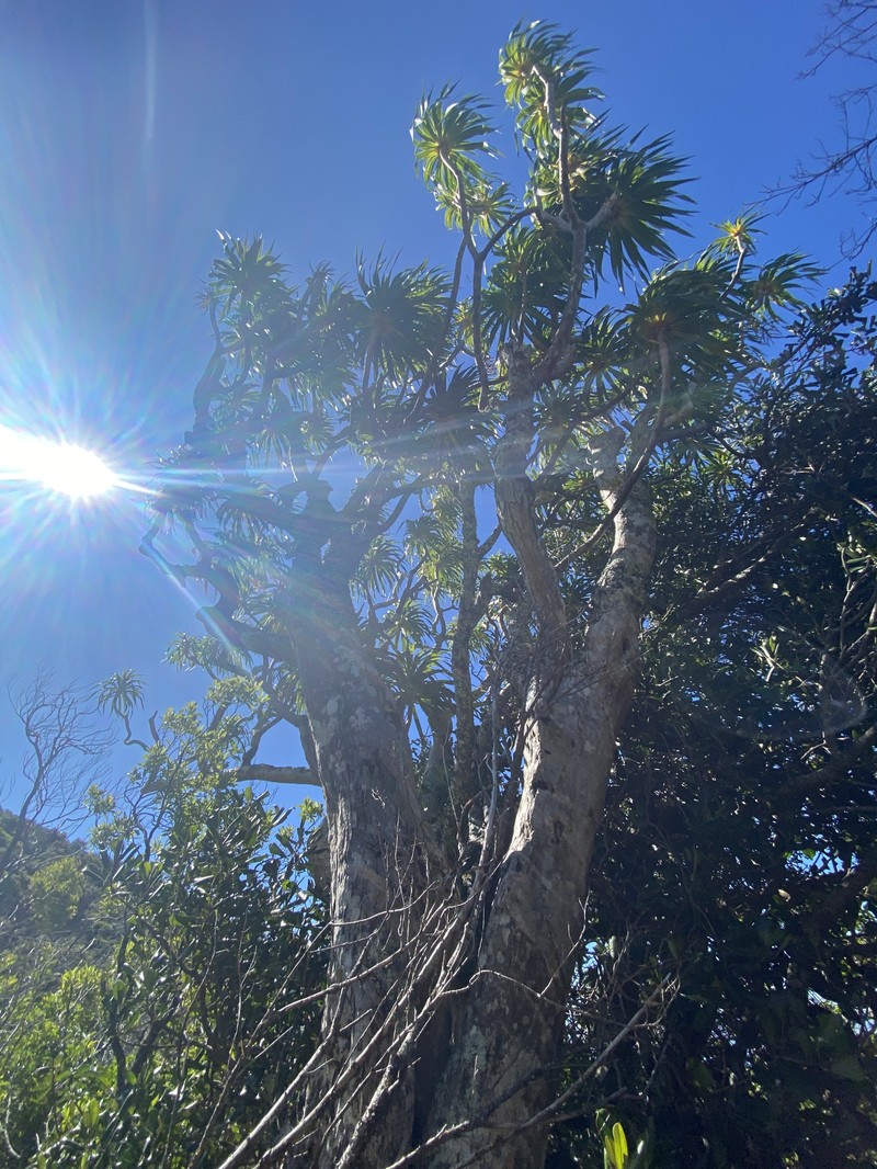 Maui Hala Pepe photo 2