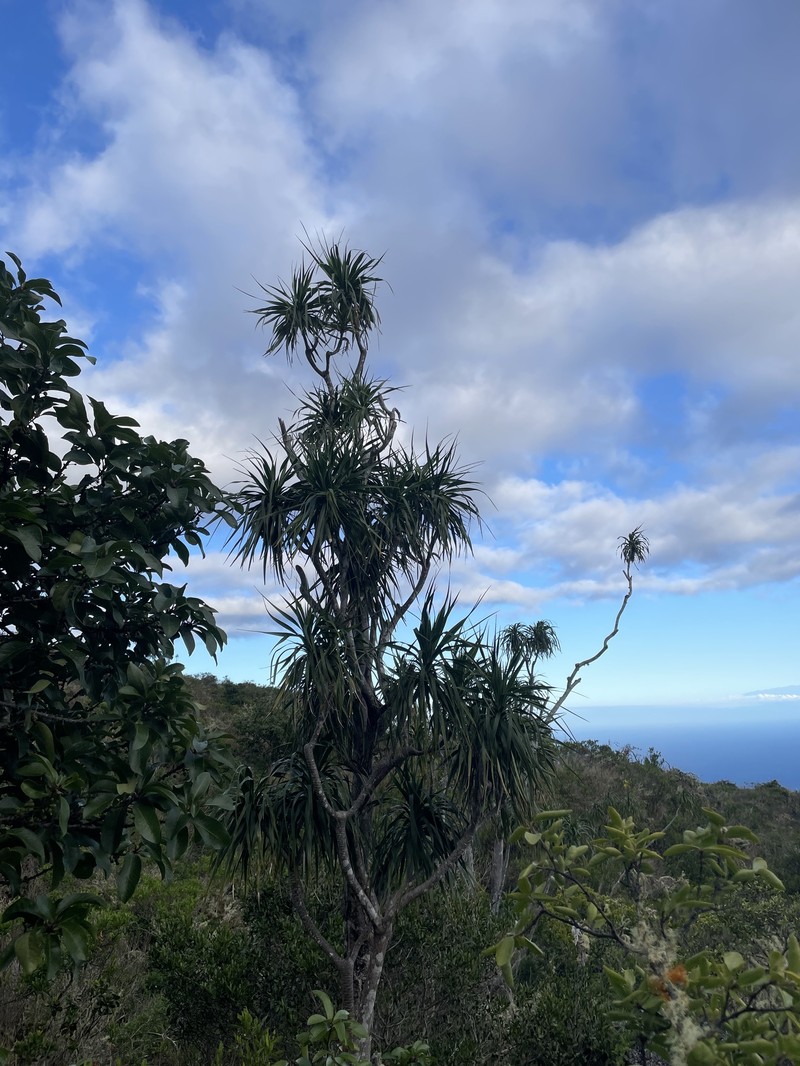 Maui Hala Pepe photo 4