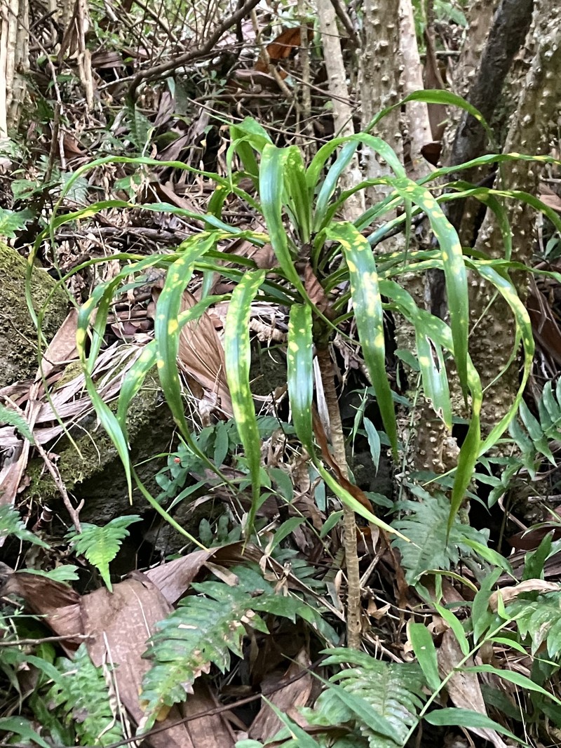 Maui Hala Pepe photo 6