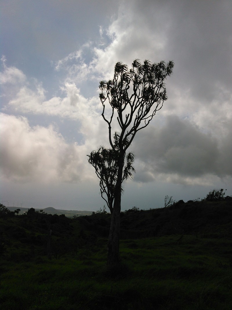 Maui Hala Pepe photo 7