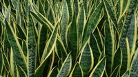Viper's Bowstring Hemp