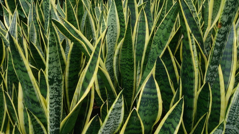 Viper's Bowstring Hemp