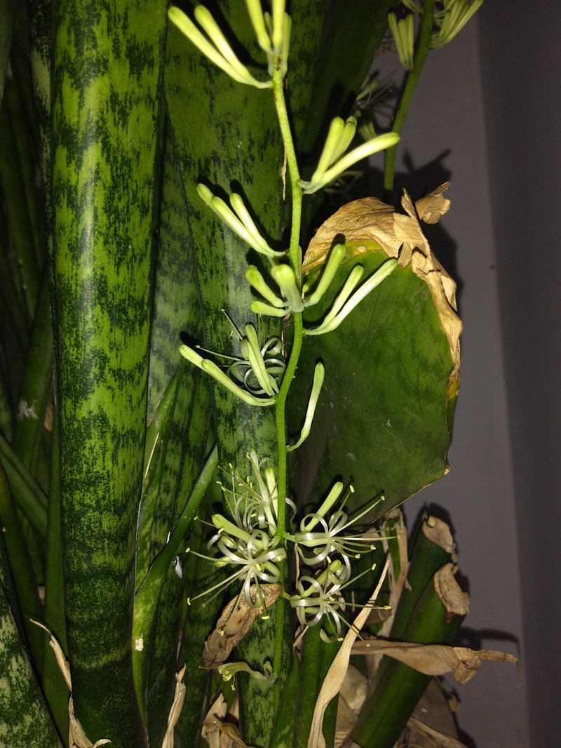 Viper's Bowstring Hemp photo 2