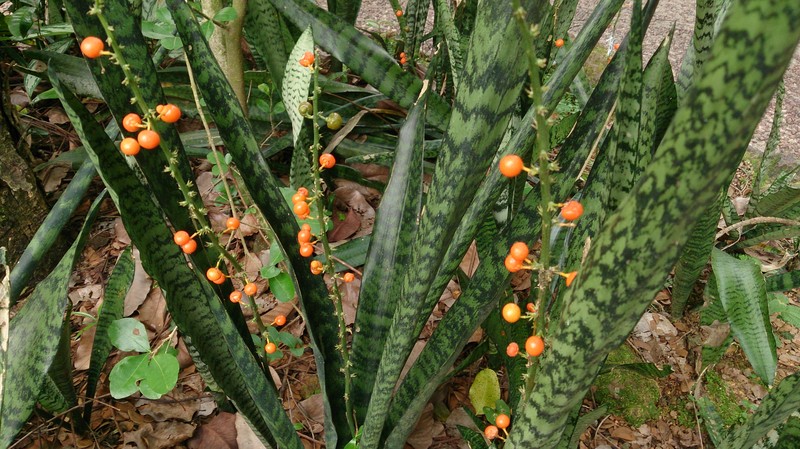 Viper's Bowstring Hemp photo 4