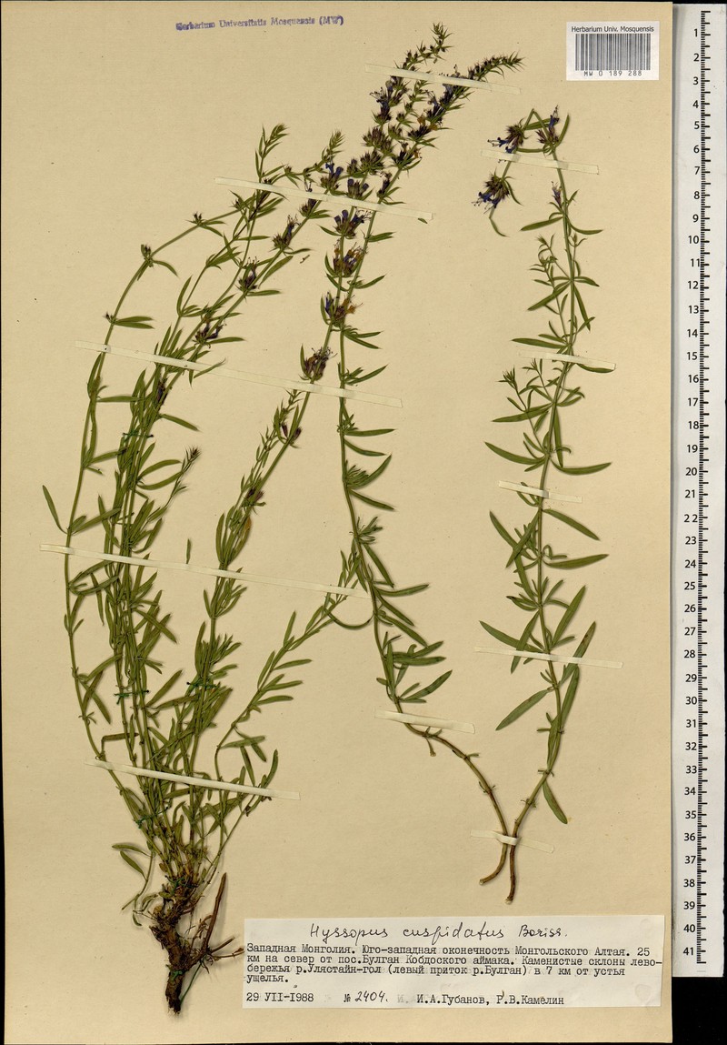Dracocephalum cuspidatum