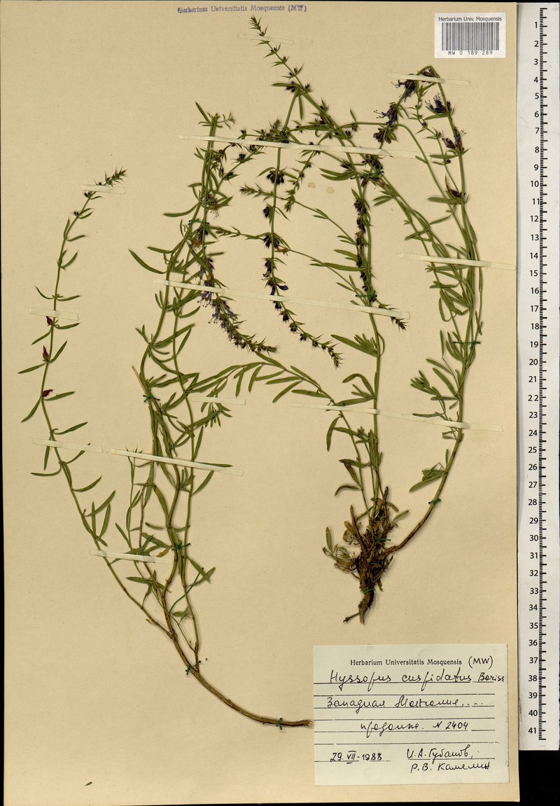 Dracocephalum cuspidatum photo 2