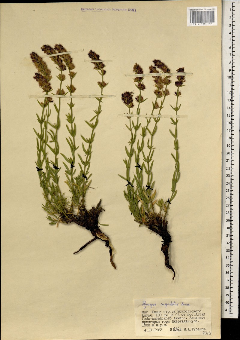 Dracocephalum cuspidatum photo 3