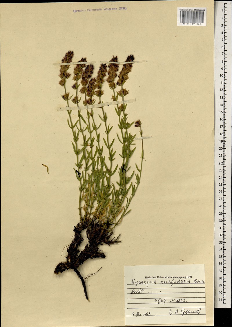 Dracocephalum cuspidatum photo 4