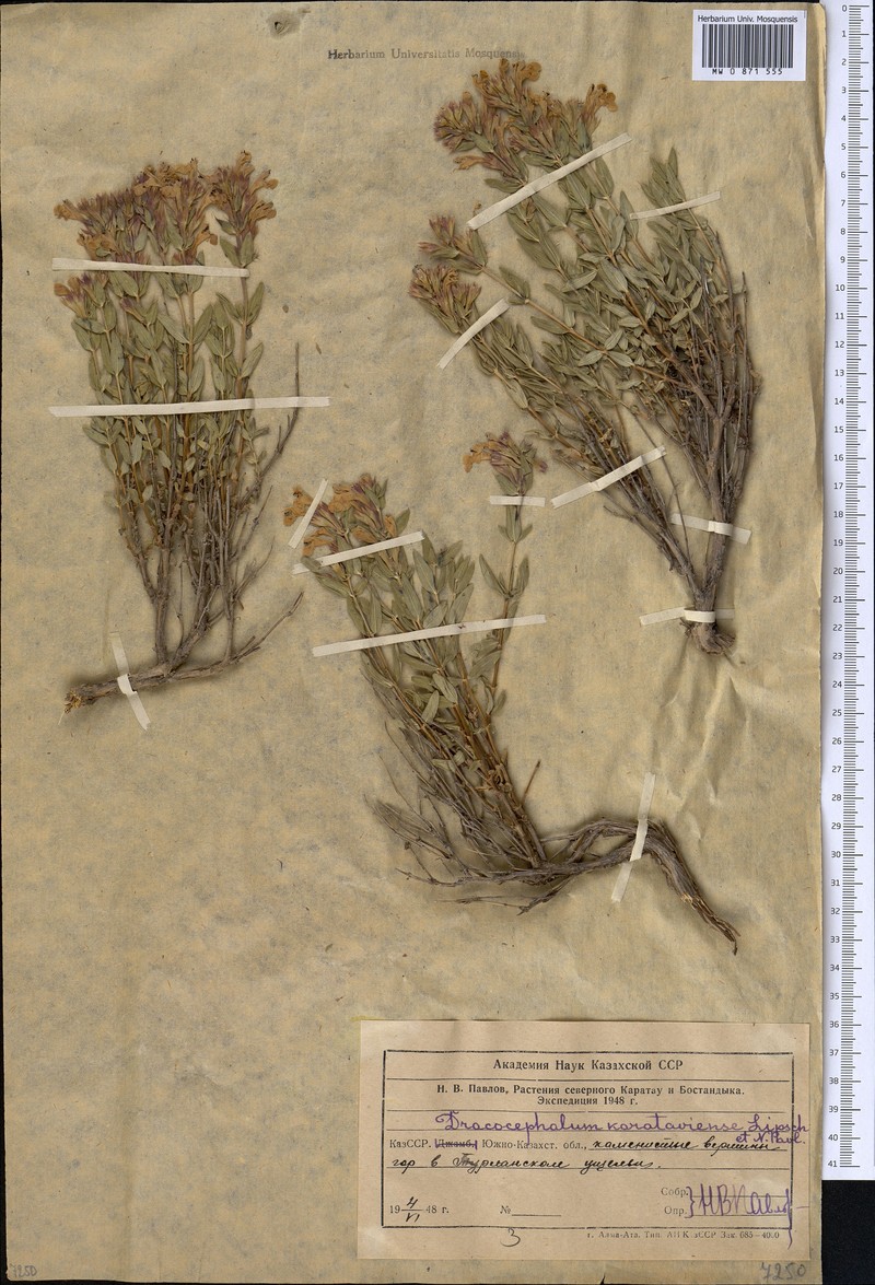 Dracocephalum karataviense