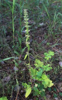 Thymeleaf Dragonhead