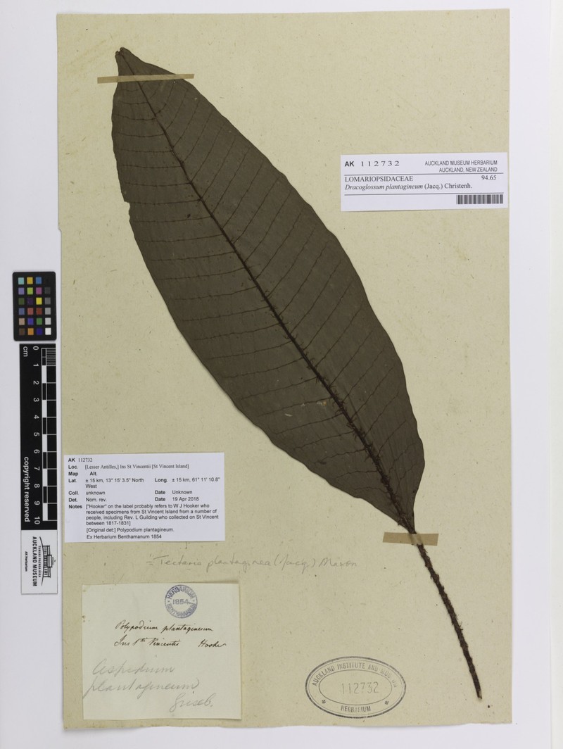 Plantainleaf Halberd Fern