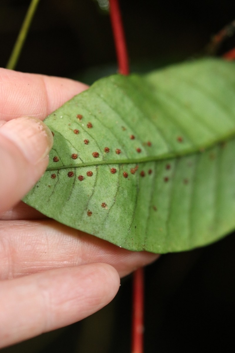 Plantainleaf Halberd Fern