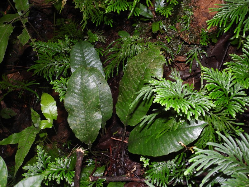 Plantainleaf Halberd Fern photo 2