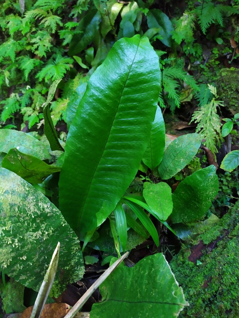 Plantainleaf Halberd Fern photo 3