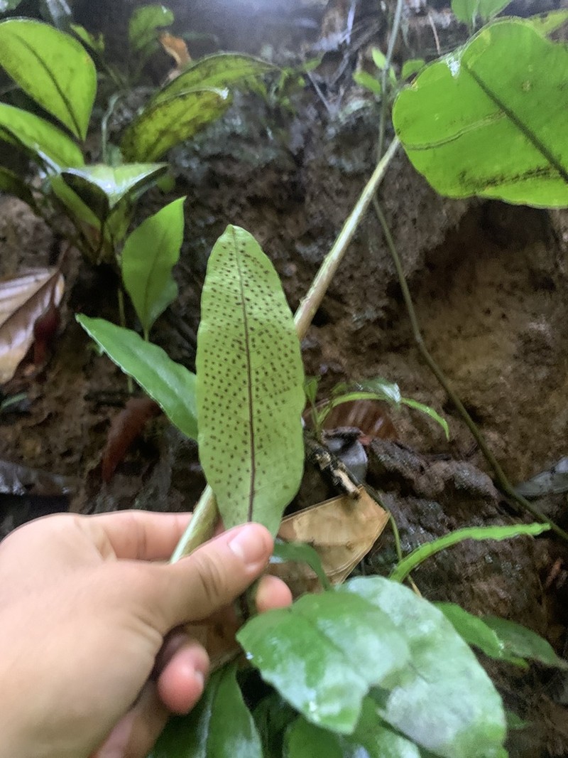 Plantainleaf Halberd Fern photo 4