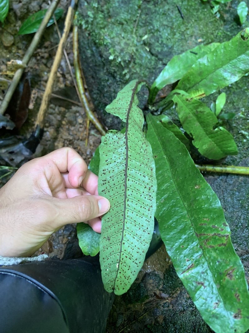 Plantainleaf Halberd Fern photo 5