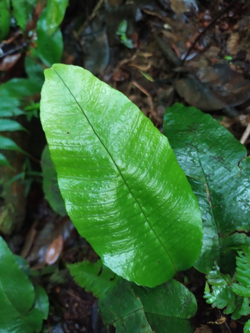 Plantainleaf Halberd Fern photo 6