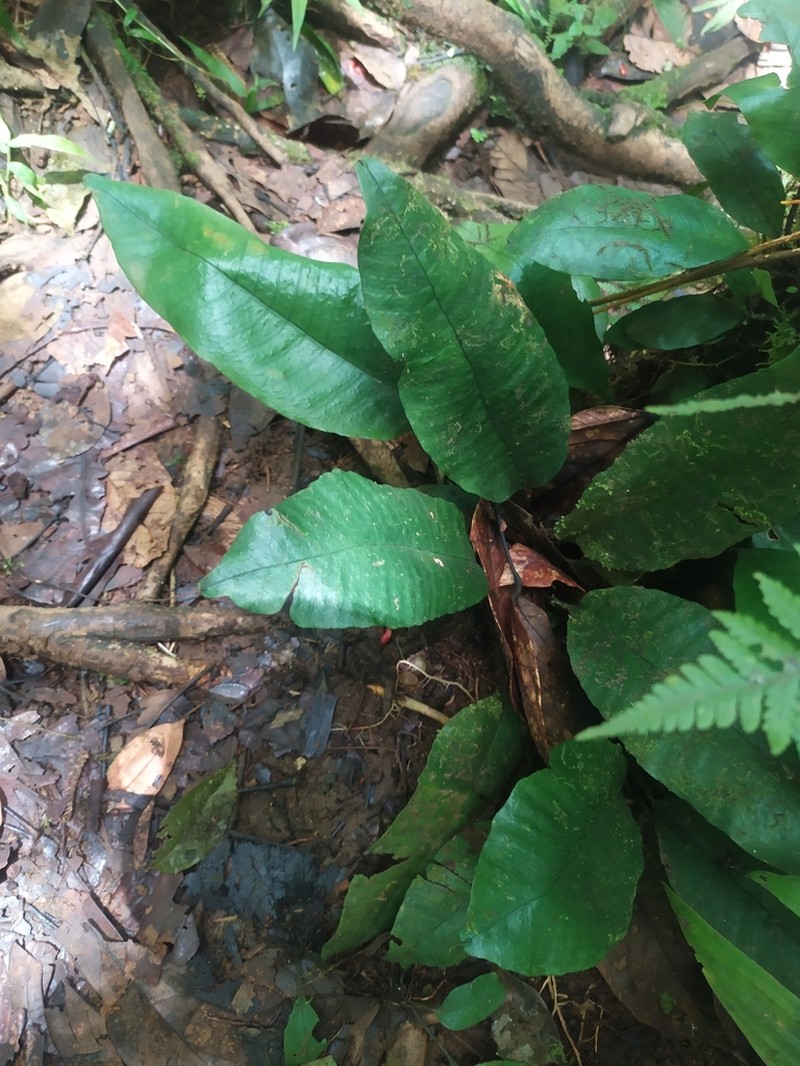 Plantainleaf Halberd Fern photo 7