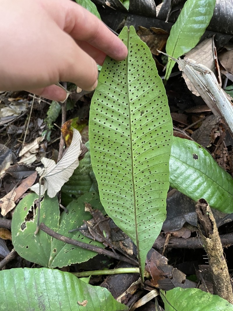 Plantainleaf Halberd Fern photo 8