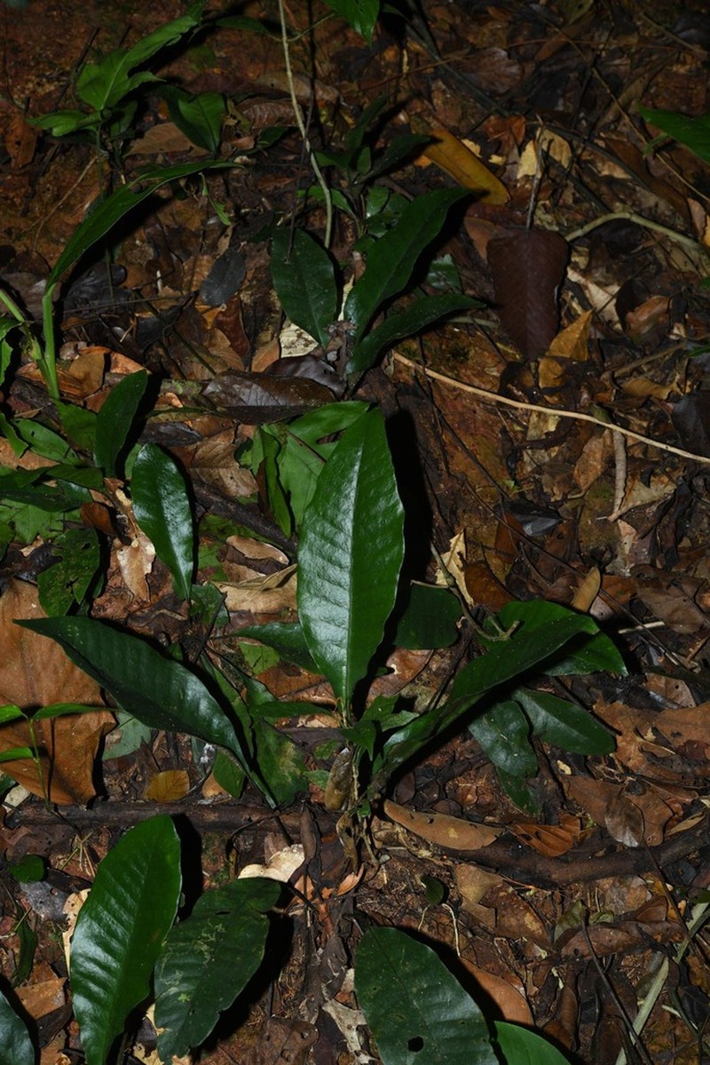 Dracoglossum sinuatum