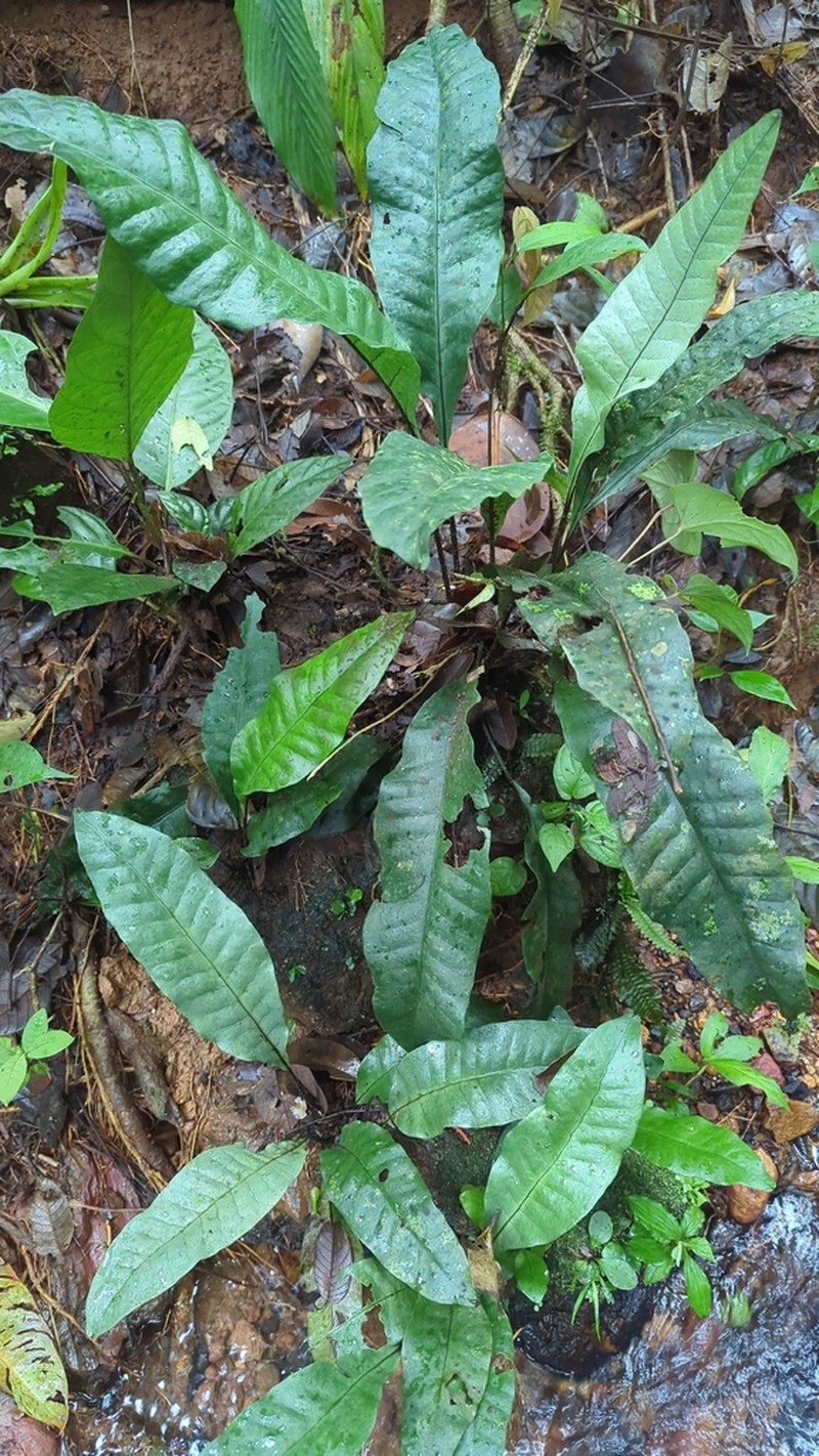 Dracoglossum sinuatum photo 2