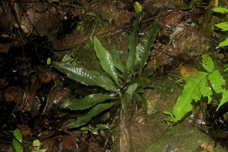 Dracoglossum sinuatum photo 3