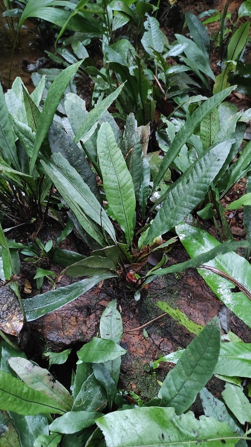 Dracoglossum sinuatum photo 4