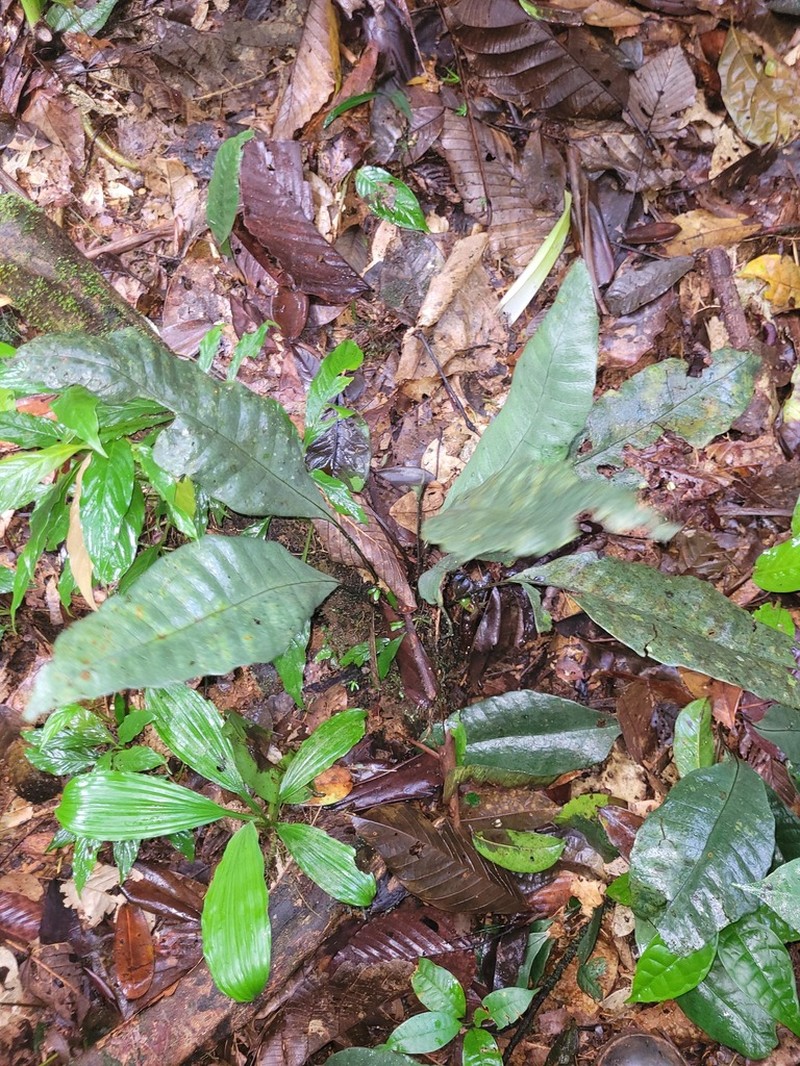 Dracoglossum sinuatum photo 5