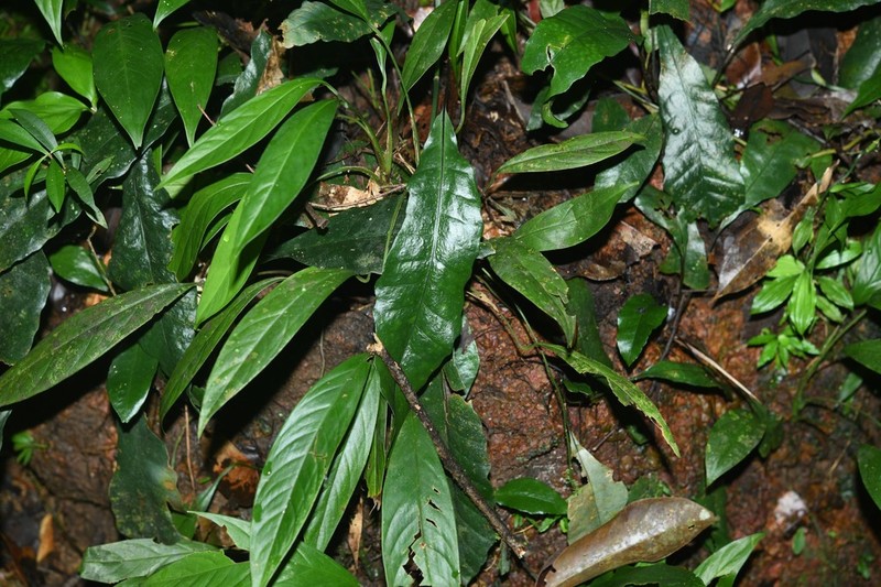 Dracoglossum sinuatum photo 7
