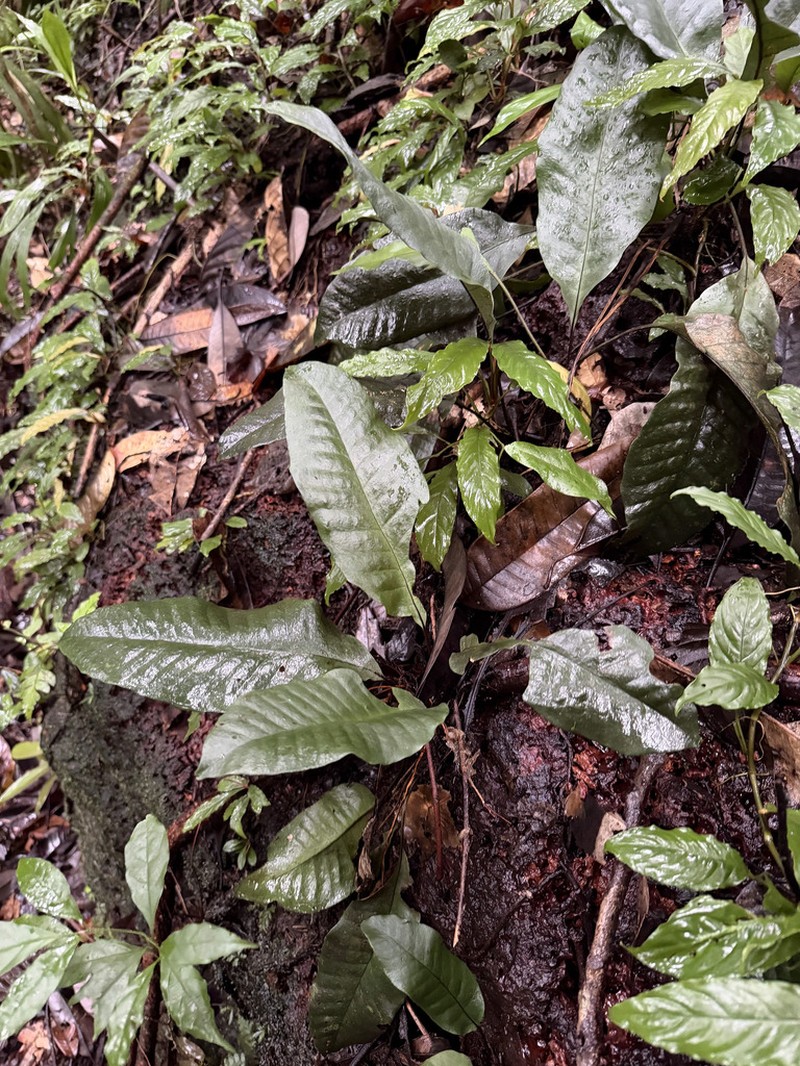 Dracoglossum sinuatum photo 8