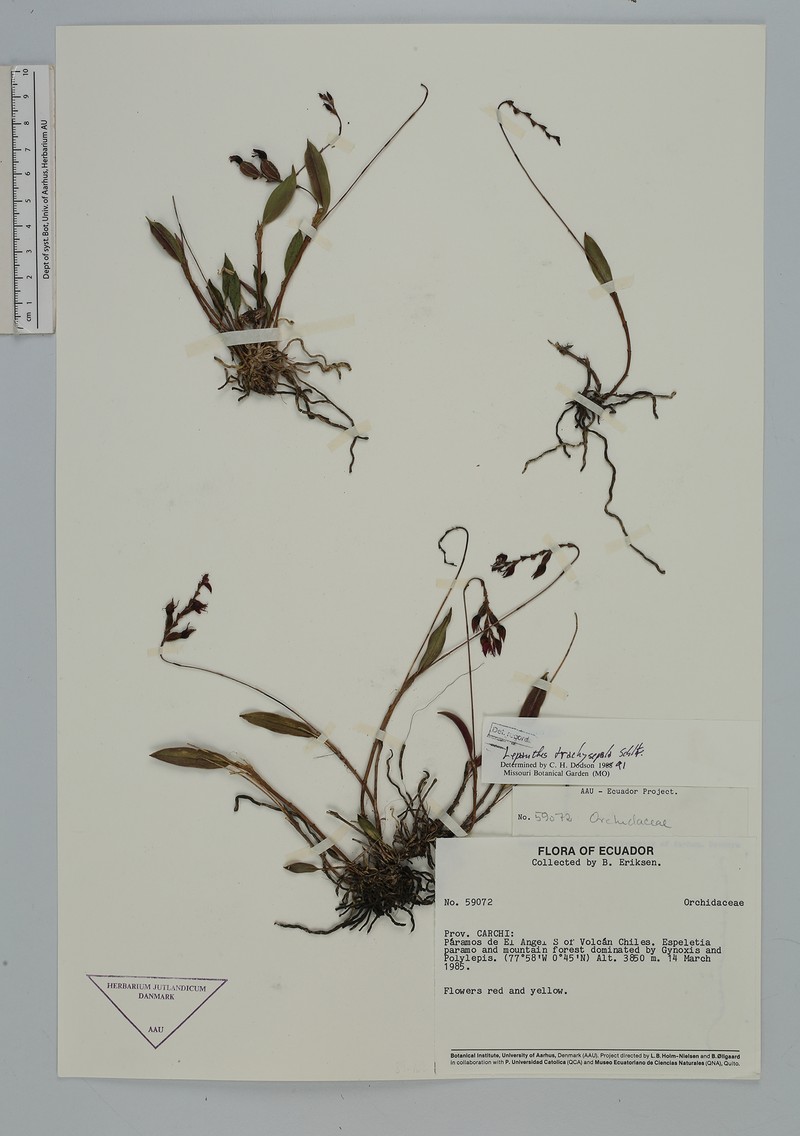 Draconanthes trachysepala