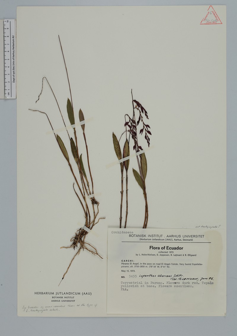 Draconanthes trachysepala photo 2