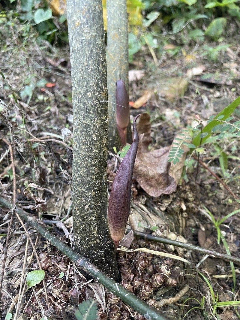 Dracontium