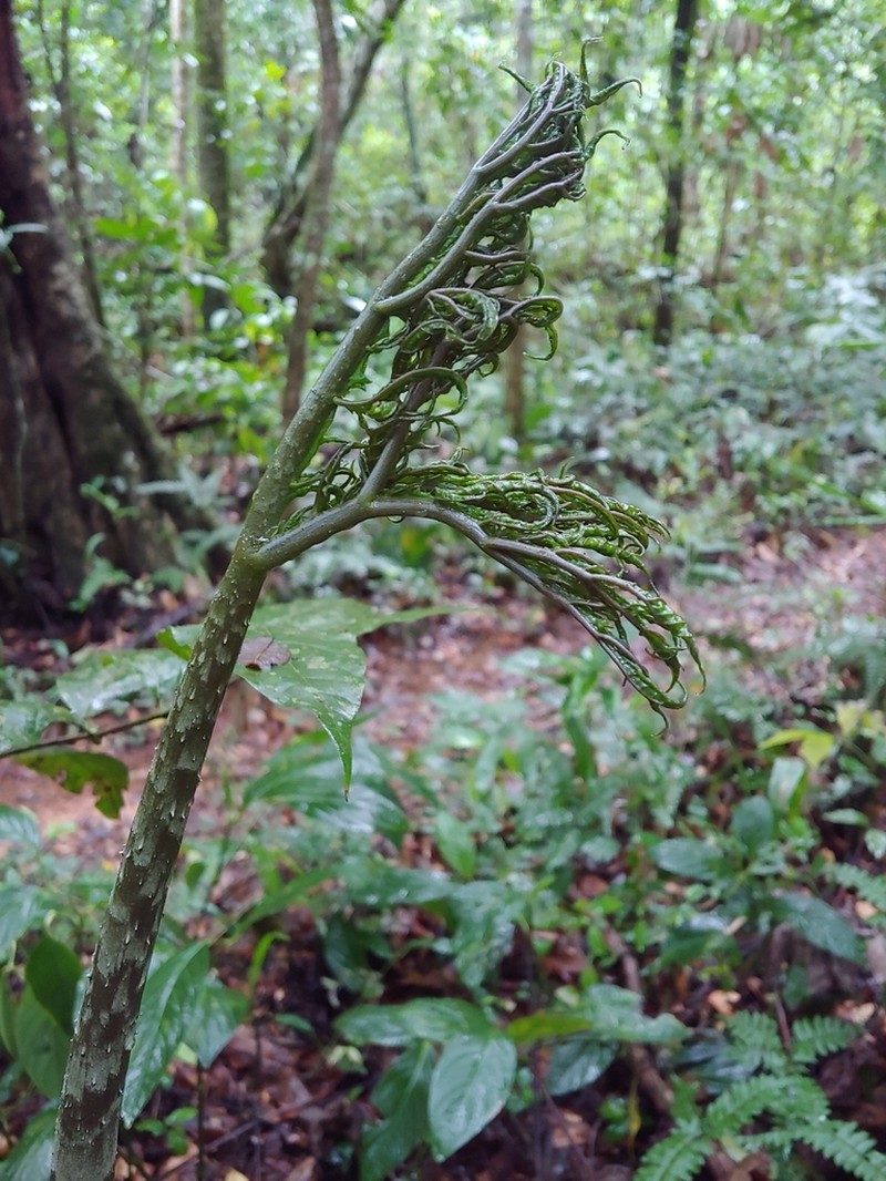 Dracontium photo 3