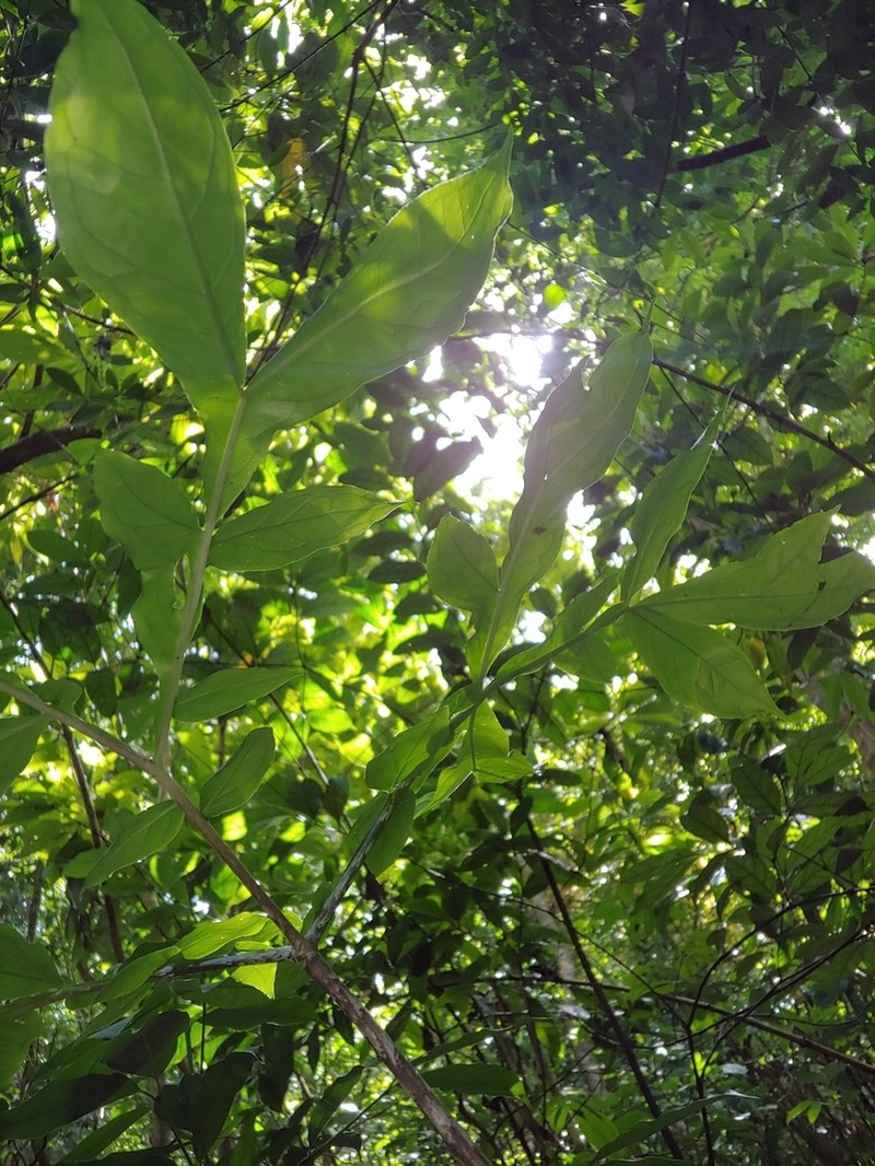 Dracontium photo 4