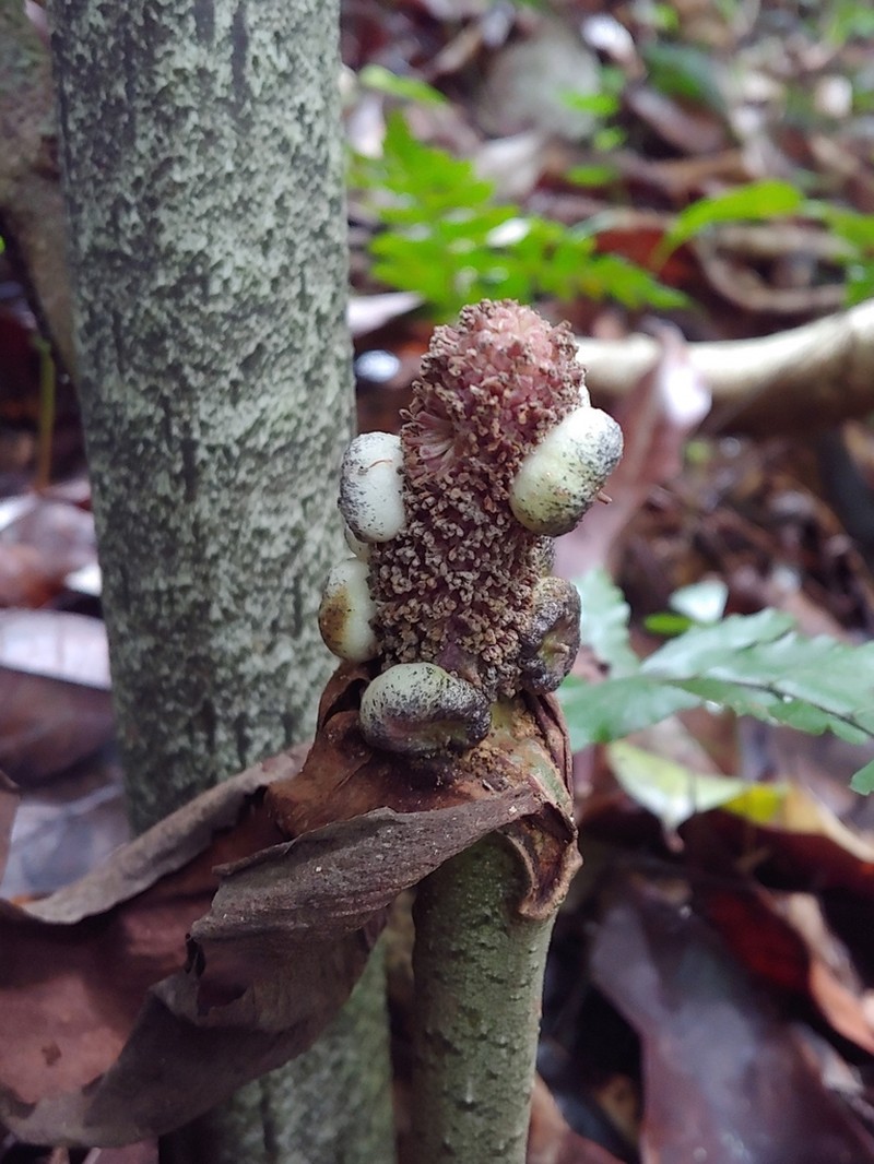 Dracontium photo 5