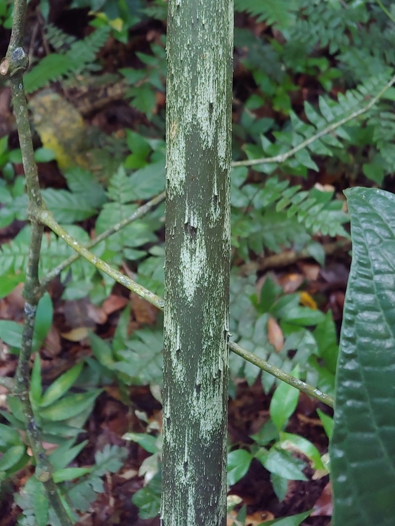 Dracontium photo 6